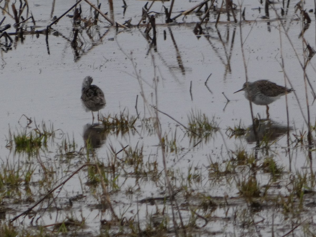 Greater Yellowlegs - ML632899584