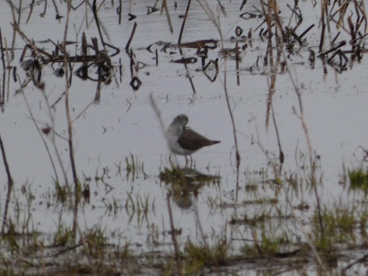 Greater Yellowlegs - ML632899585