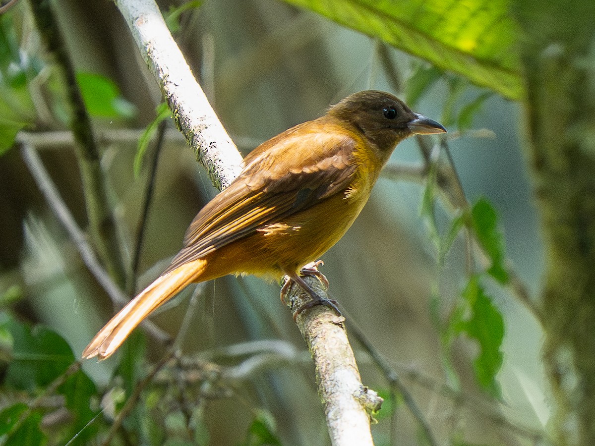 Tangara mordoré - ML632899603