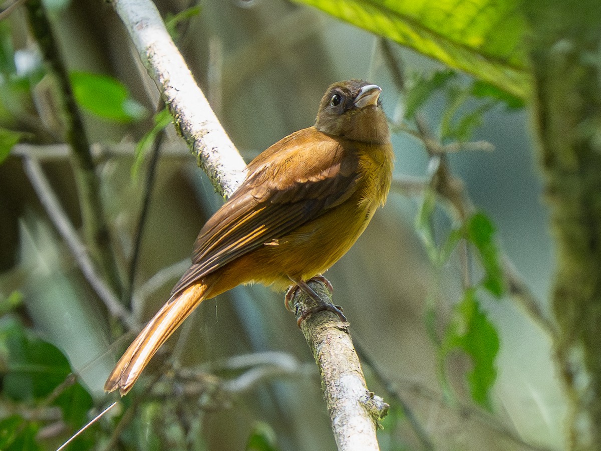 Tangara mordoré - ML632899606