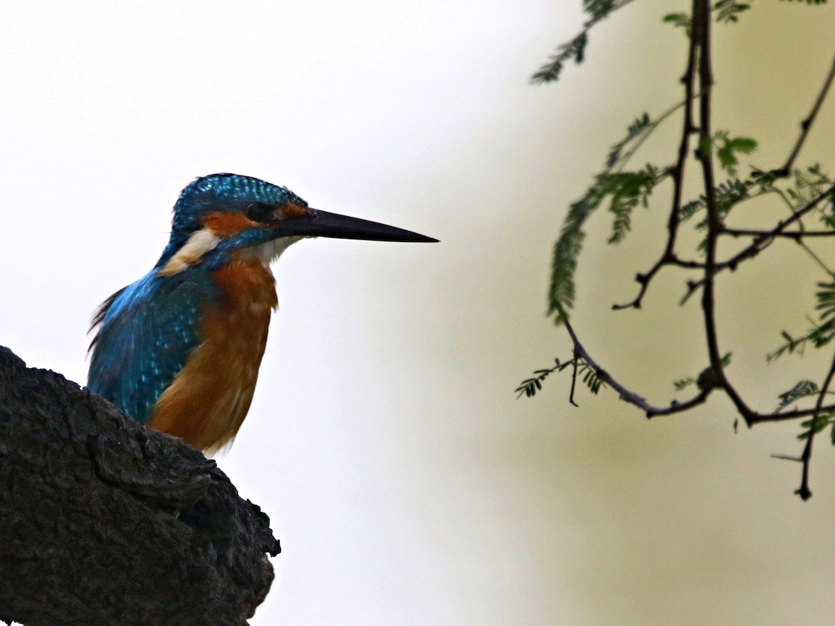 Common Kingfisher - ML632899611