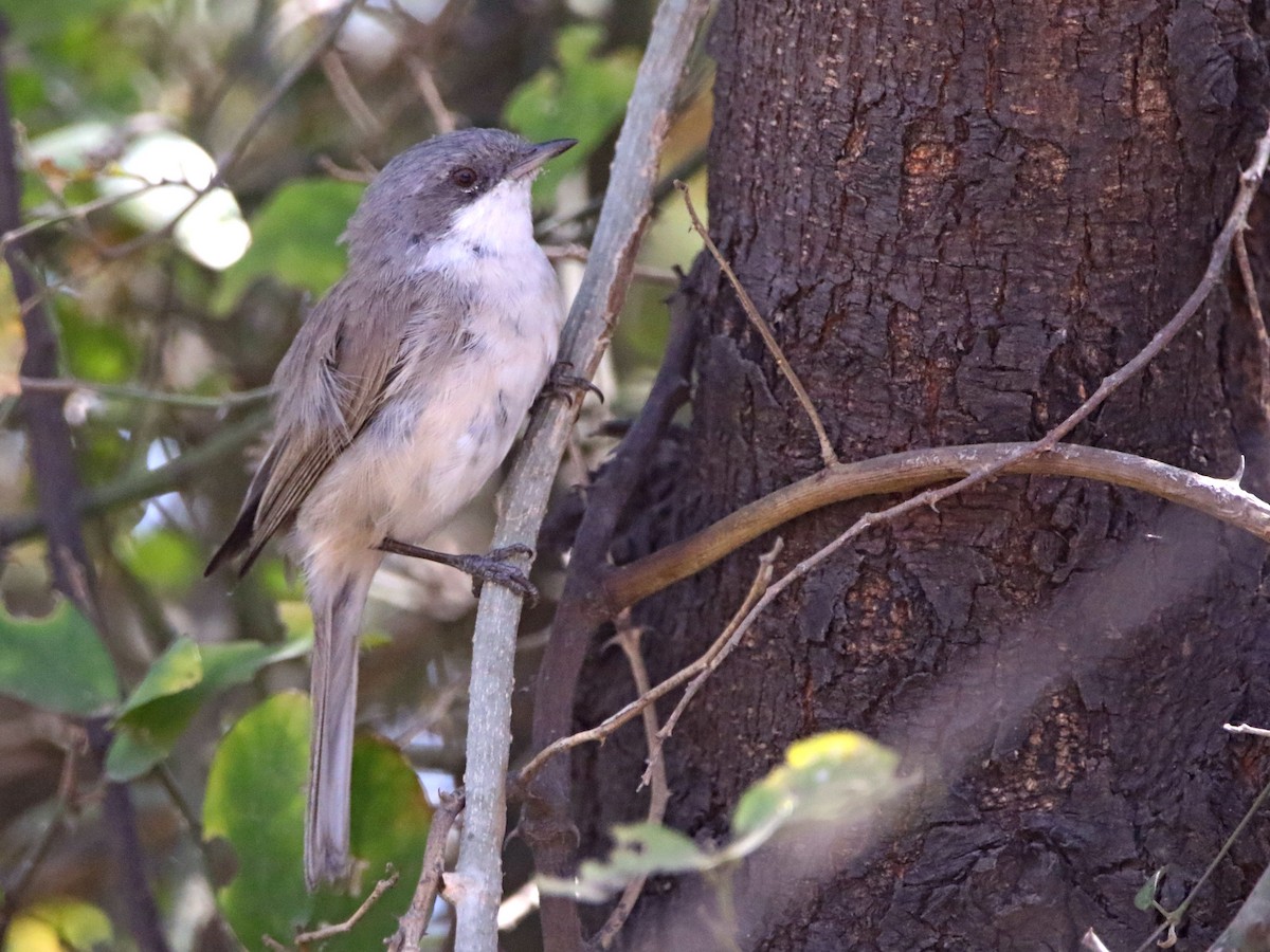 Lesser Whitethroat - ML632899639