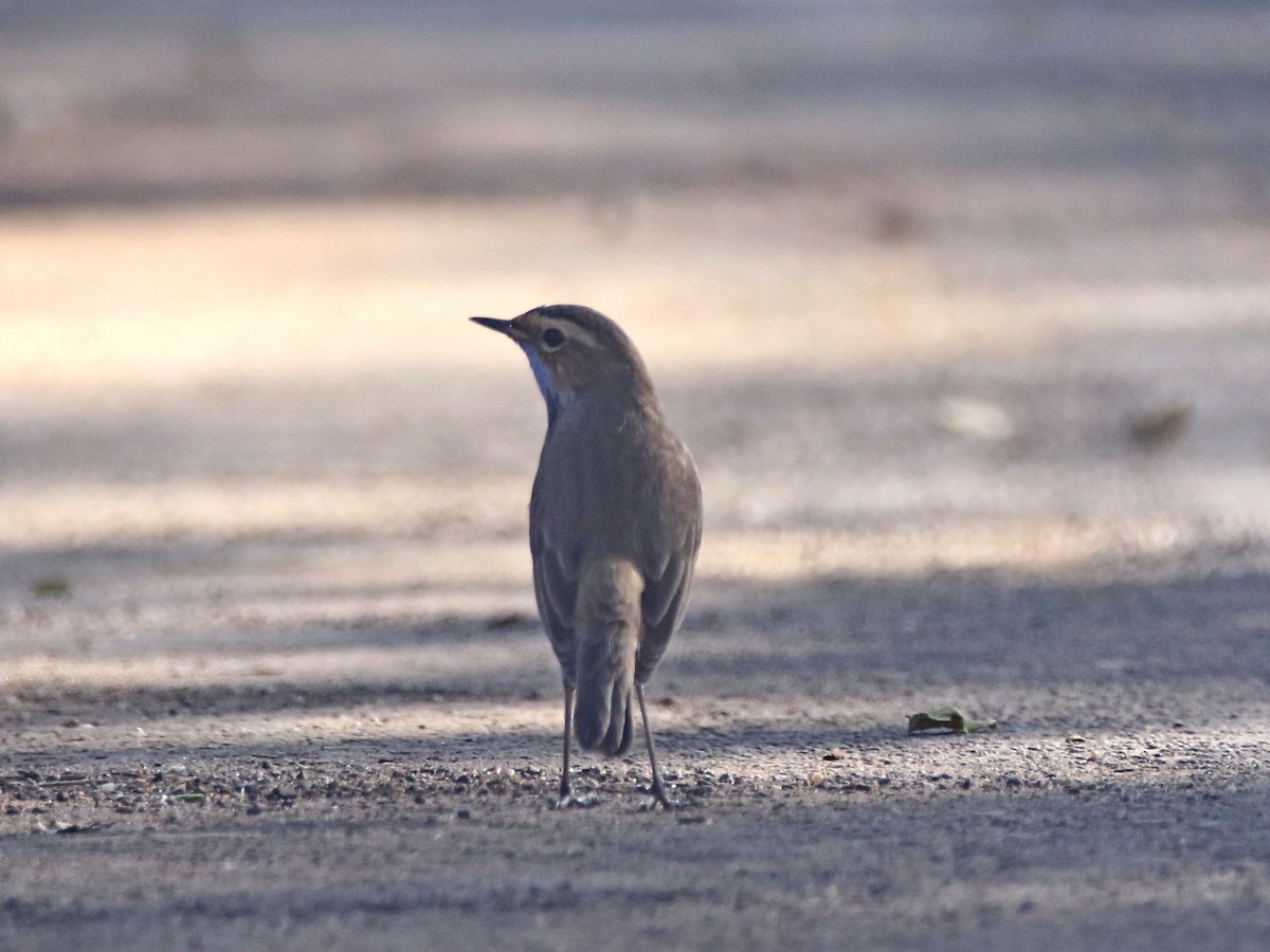 Bluethroat - ML632899662