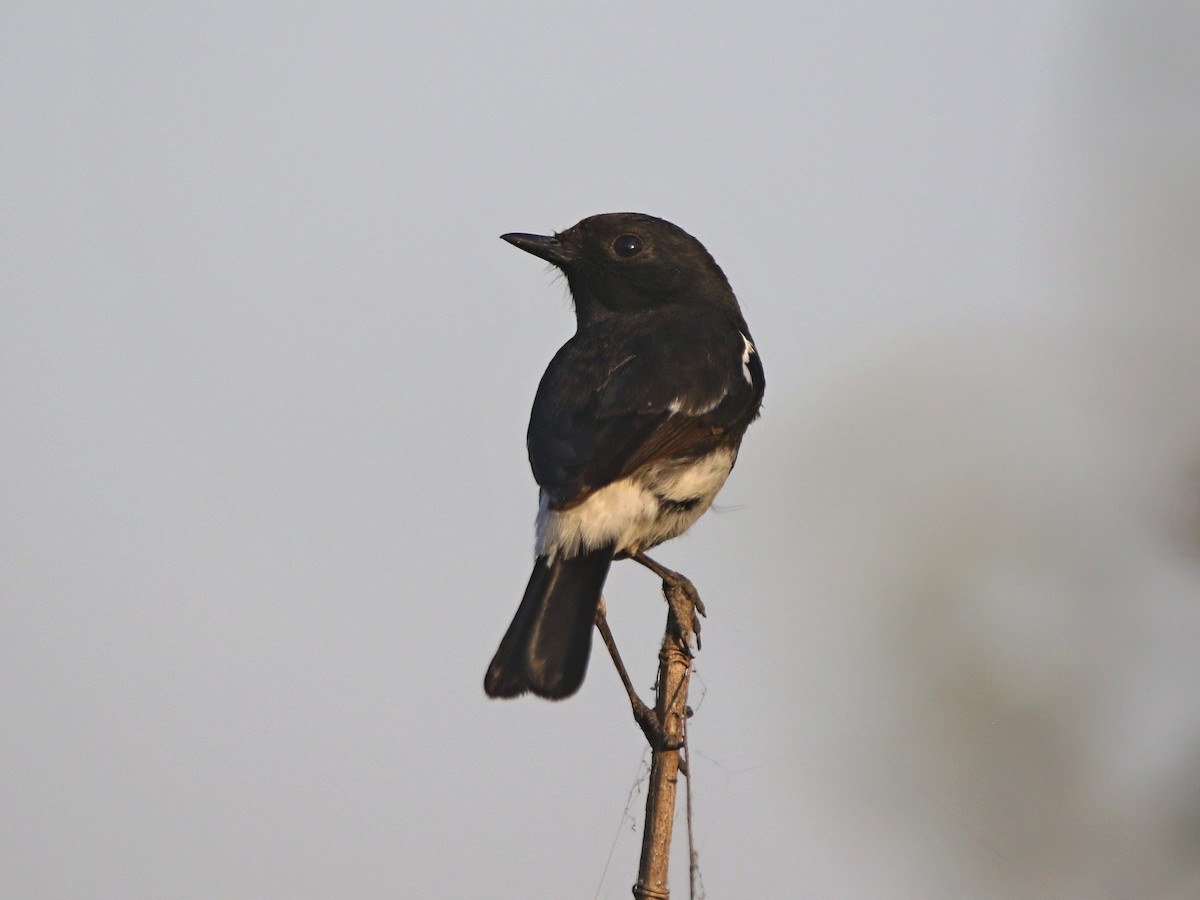 Pied Bushchat - ML632899689