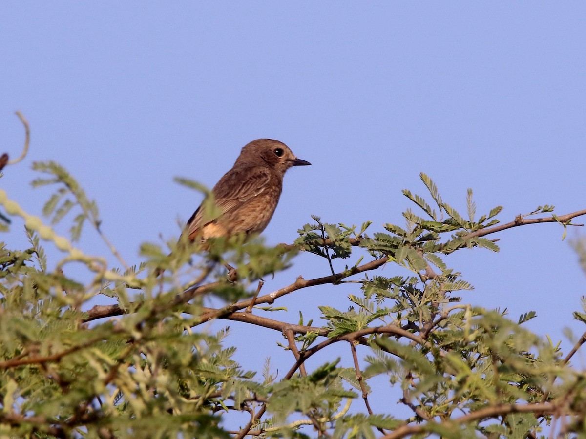 Pied Bushchat - ML632899690