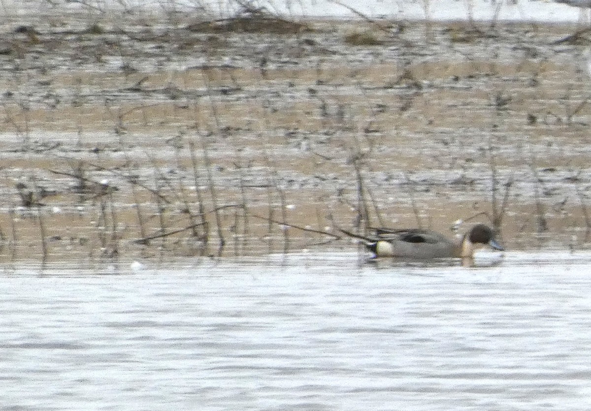 Northern Pintail - ML632899705