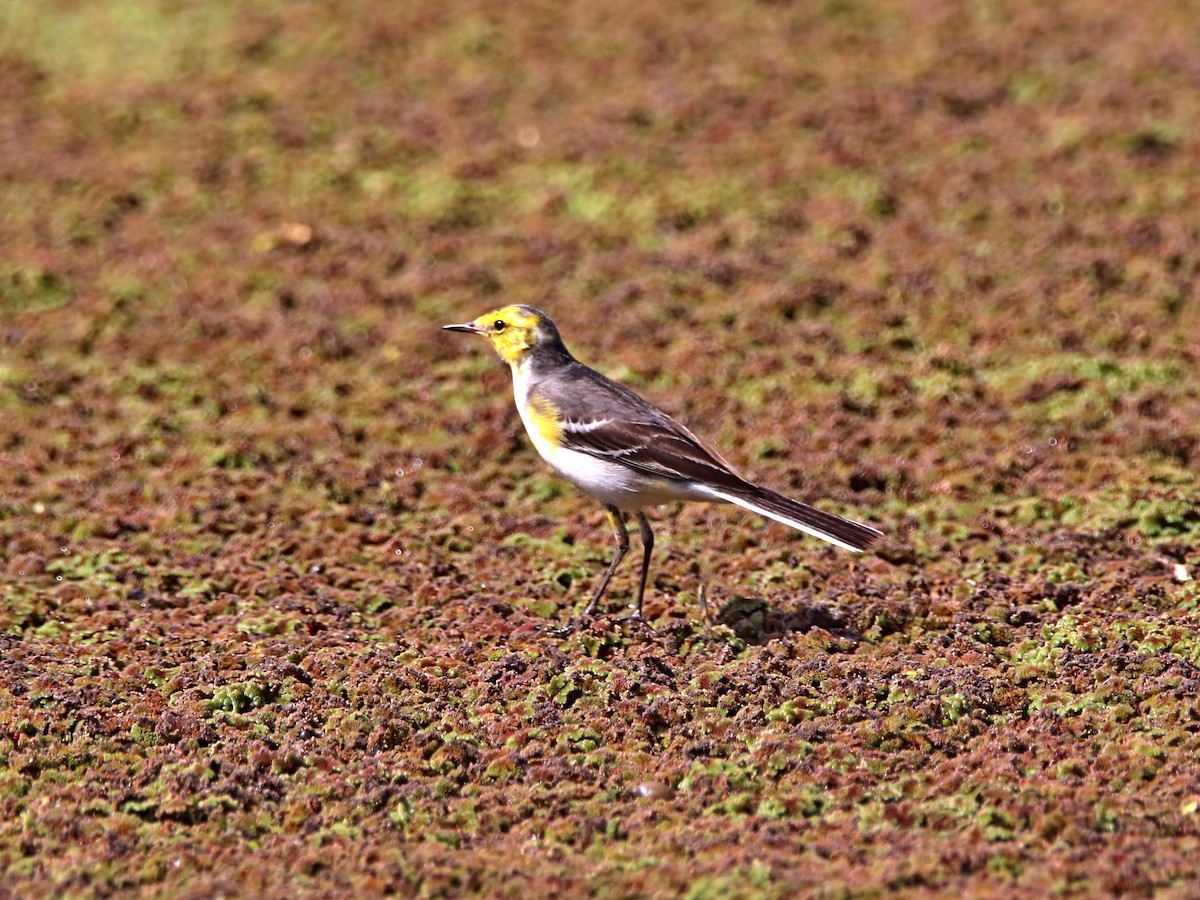 Citrine Wagtail - ML632899710