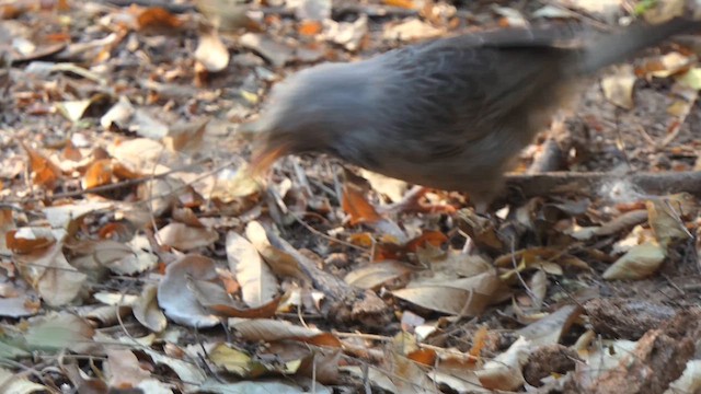 Yellow-billed Babbler - ML632899746