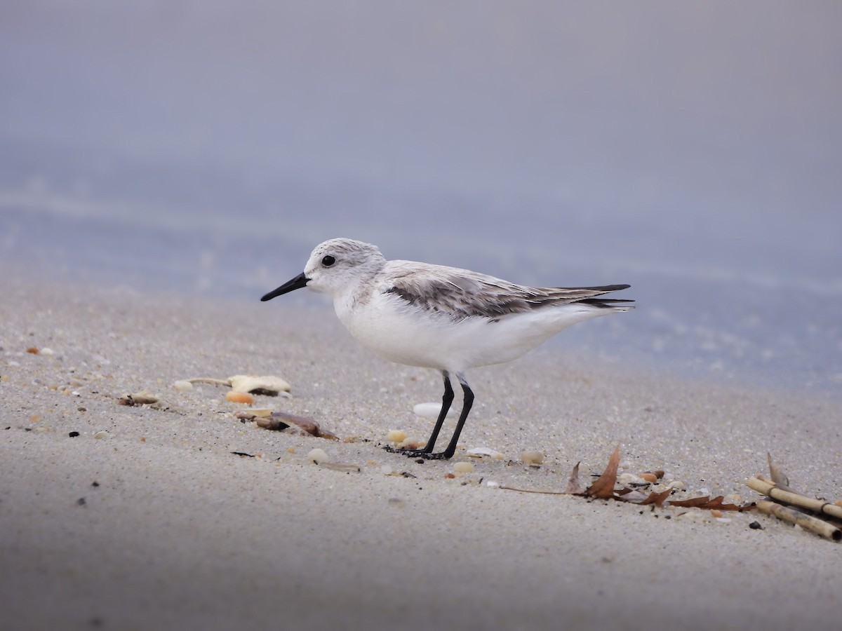 Bécasseau sanderling - ML632899826