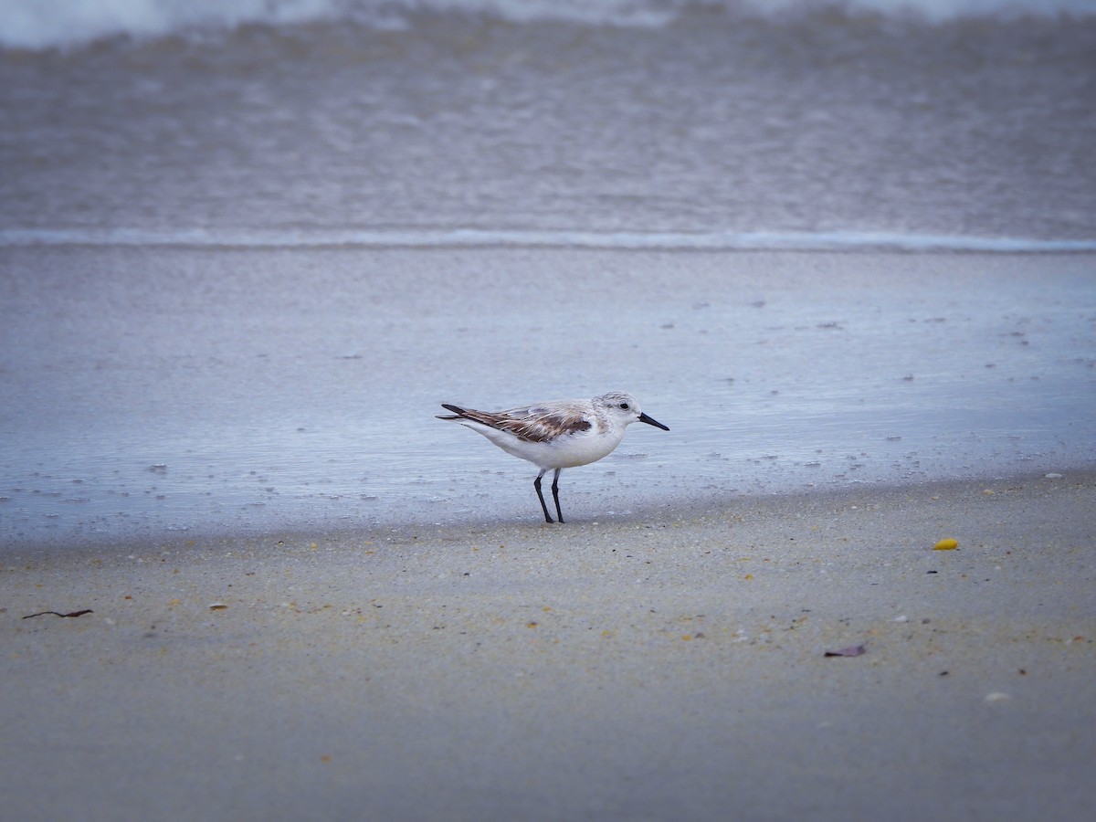Bécasseau sanderling - ML632899827