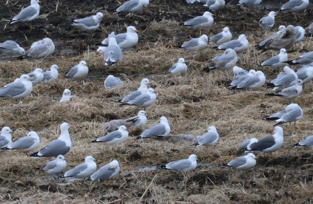 American Herring x Great Black-backed Gull (hybrid) - ML632899923