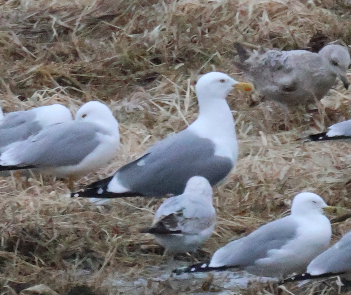 American Herring x Great Black-backed Gull (hybrid) - ML632899924