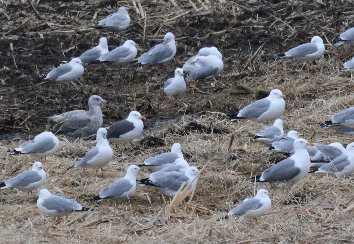American Herring x Great Black-backed Gull (hybrid) - ML632899926