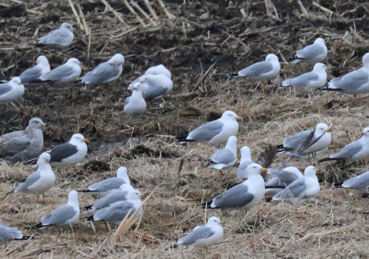 American Herring x Great Black-backed Gull (hybrid) - ML632899928