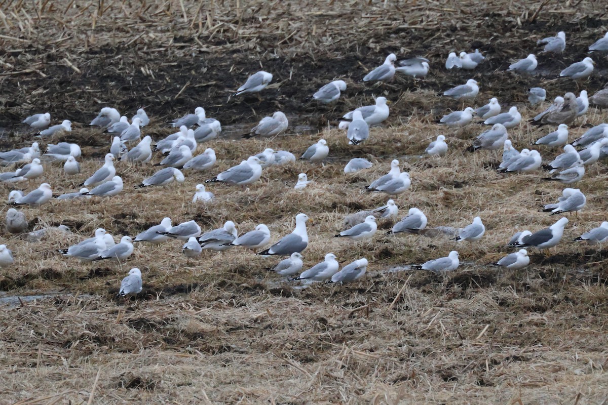 American Herring x Great Black-backed Gull (hybrid) - ML632899929