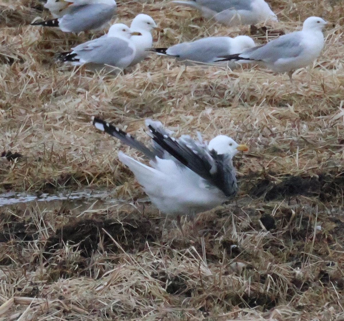 American Herring x Great Black-backed Gull (hybrid) - ML632899931