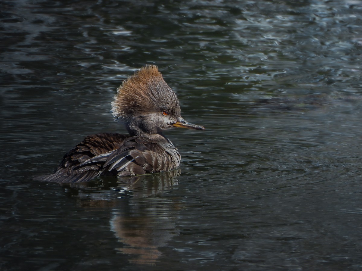 Hooded Merganser - ML632900032