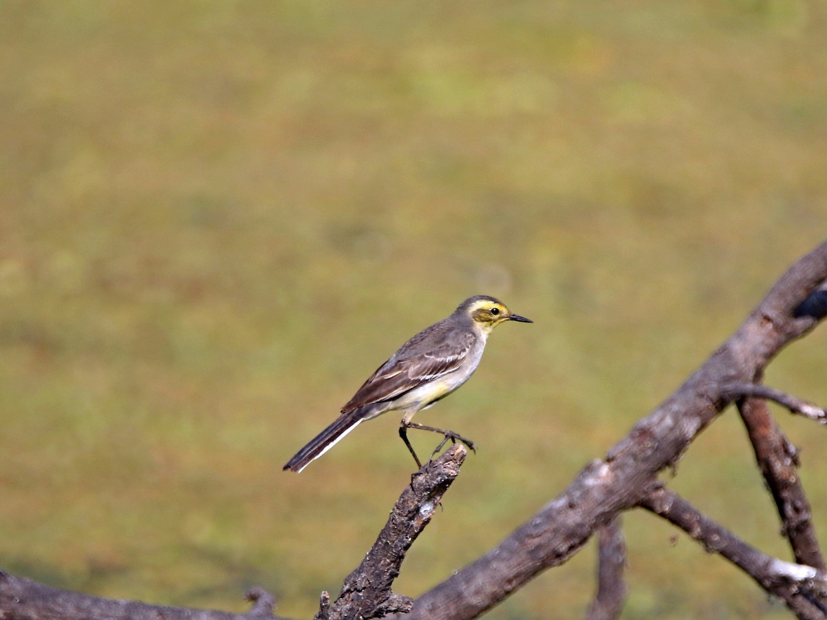 Citrine Wagtail - ML632900168