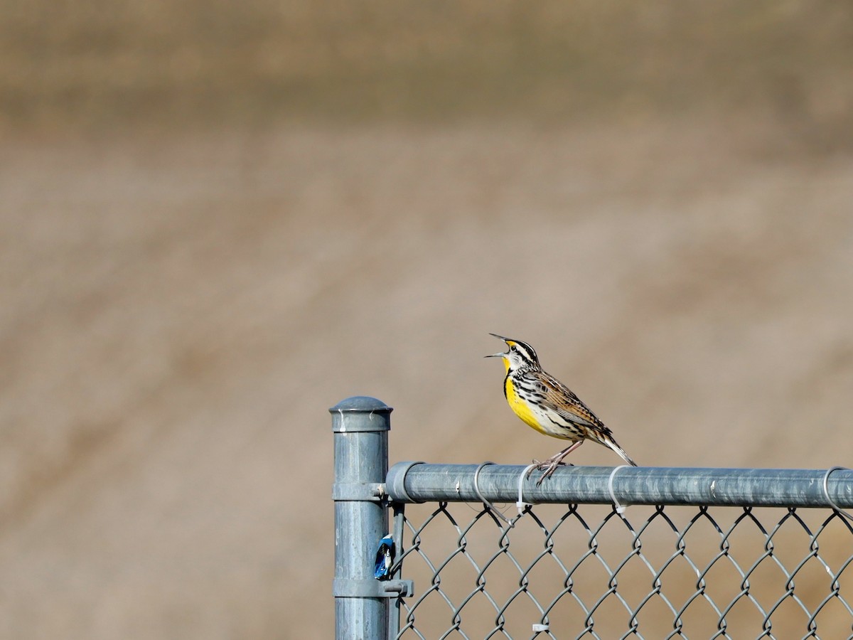 Eastern Meadowlark - ML632900198