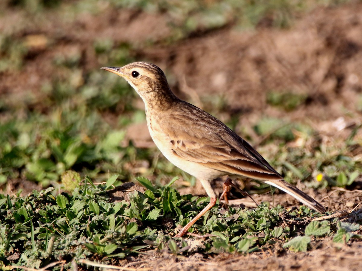 Paddyfield Pipit - ML632900201