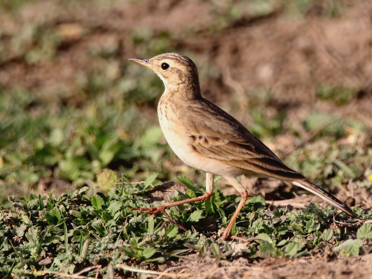 Paddyfield Pipit - ML632900202