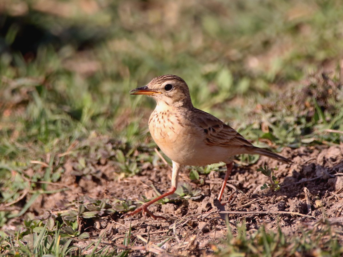 Paddyfield Pipit - ML632900203
