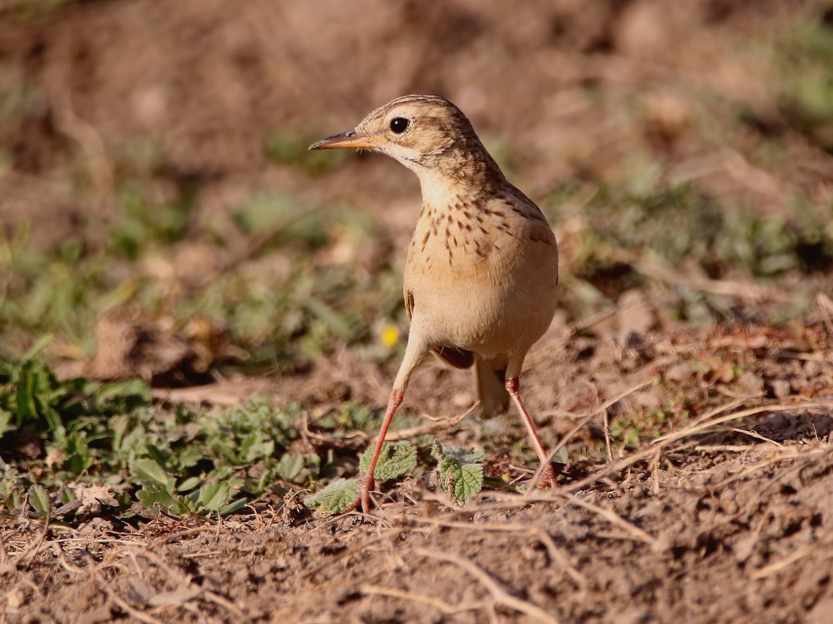 Paddyfield Pipit - ML632900204