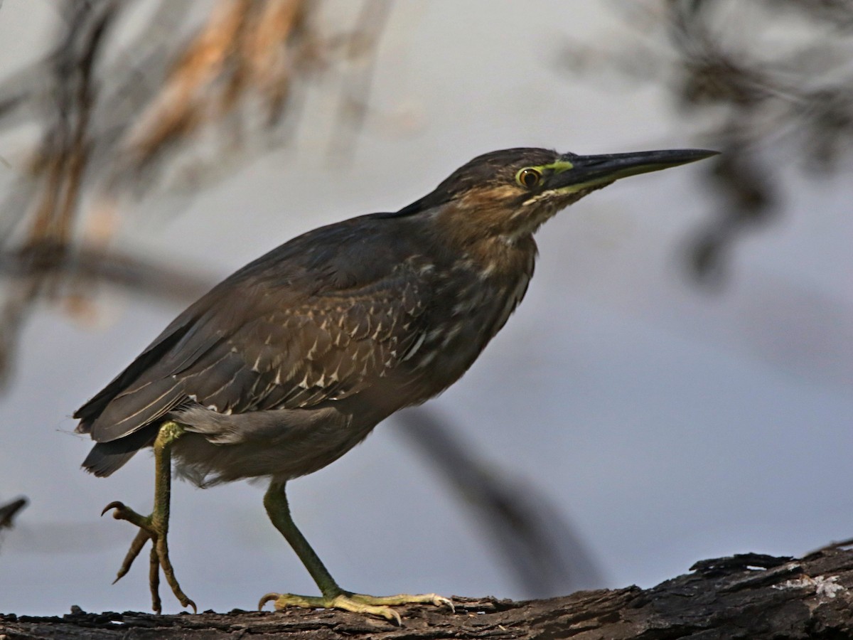 Little Heron - ML632900298