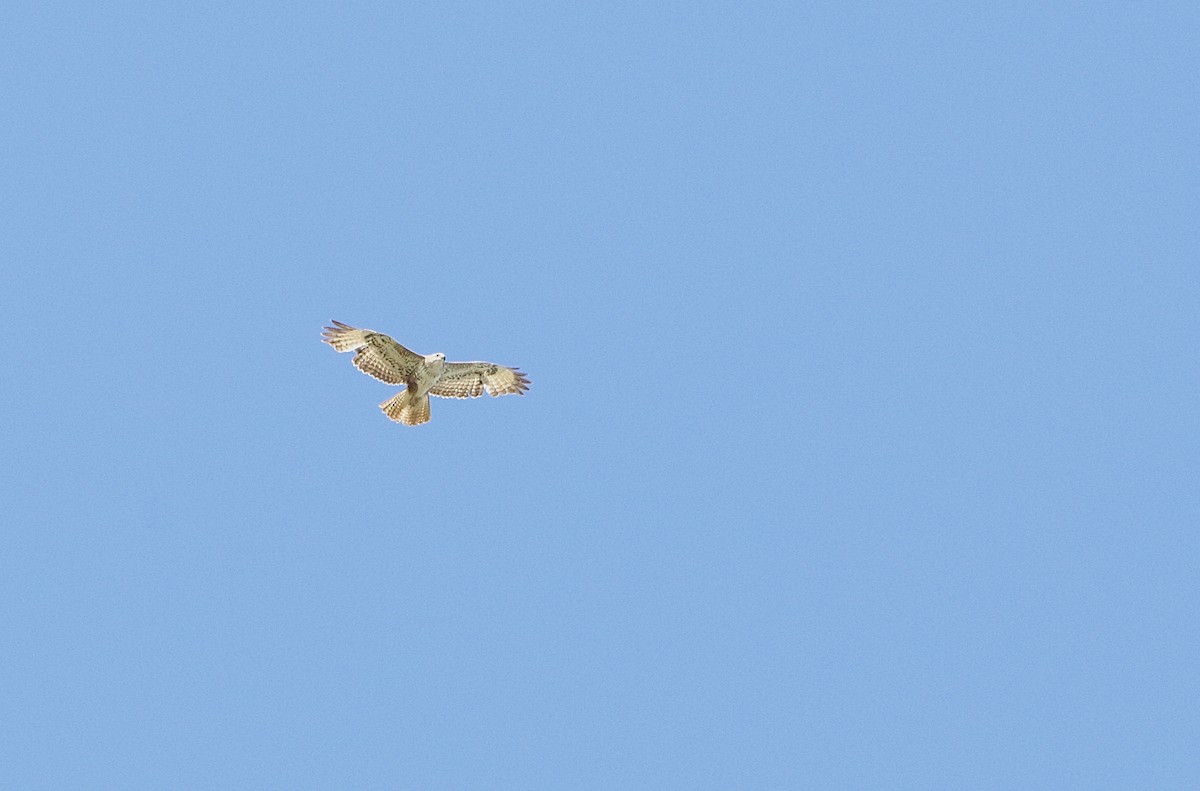 Buse variable - ML632900356