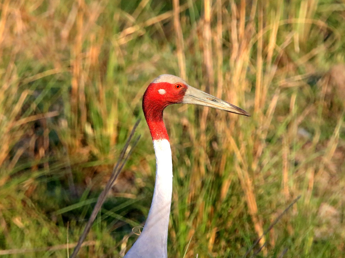 Sarus Crane - ML632900363