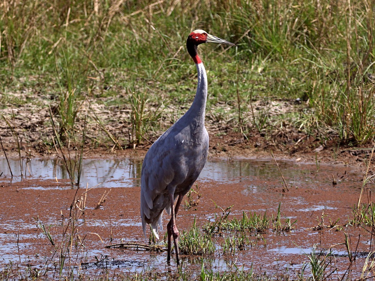 Sarus Crane - ML632900364