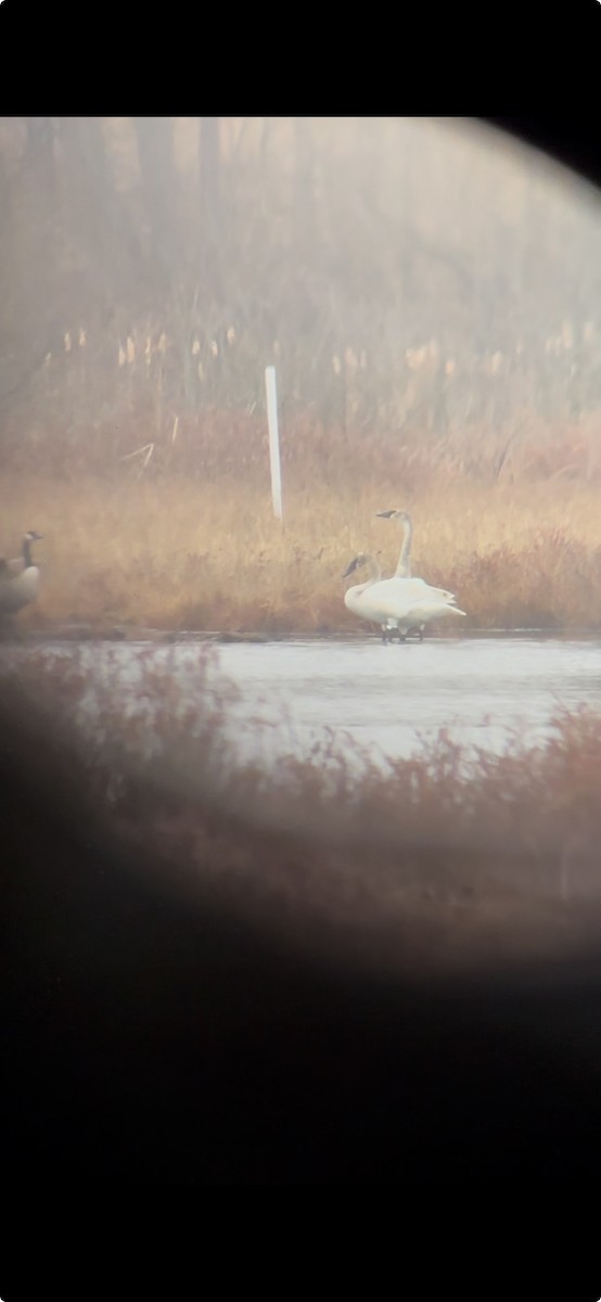 Trumpeter Swan - ML632900554