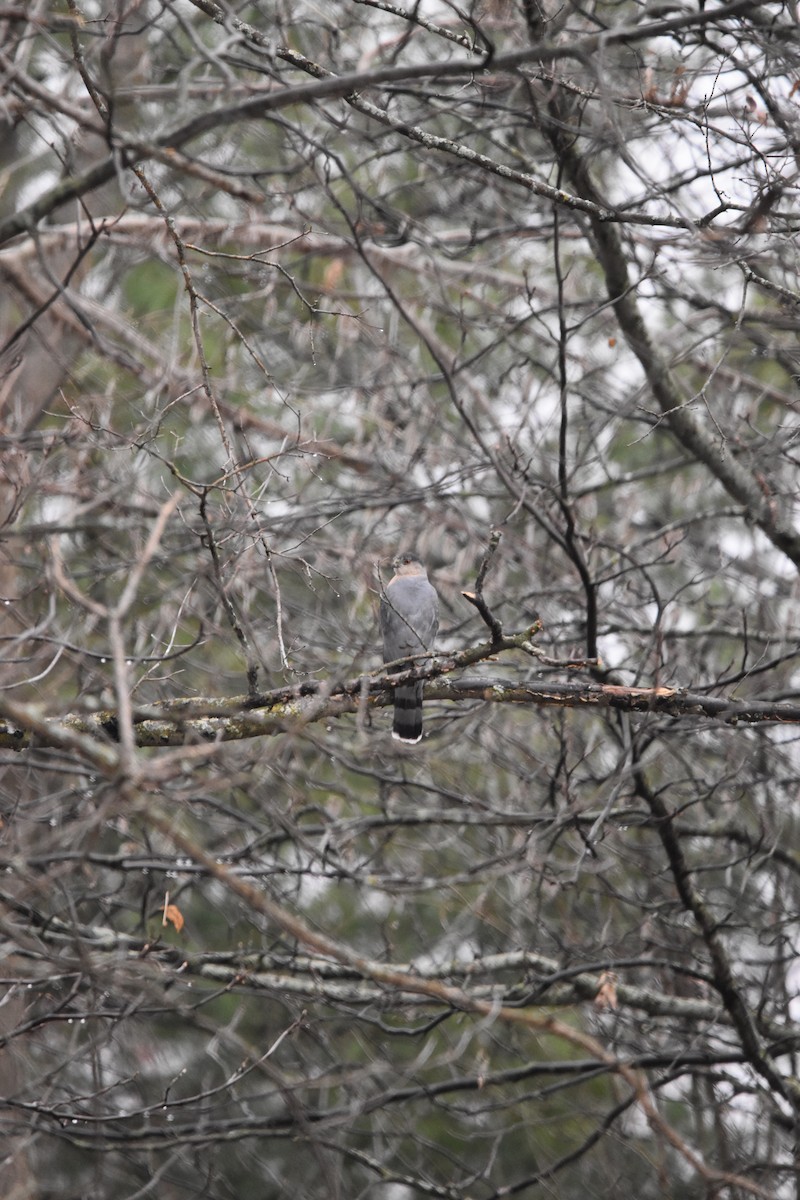 Cooper's Hawk - ML632900563