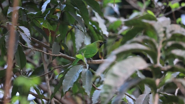 Jerdon's Leafbird - ML632900667