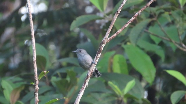 Northern Slaty-Antshrike (Guianan) - ML632900812