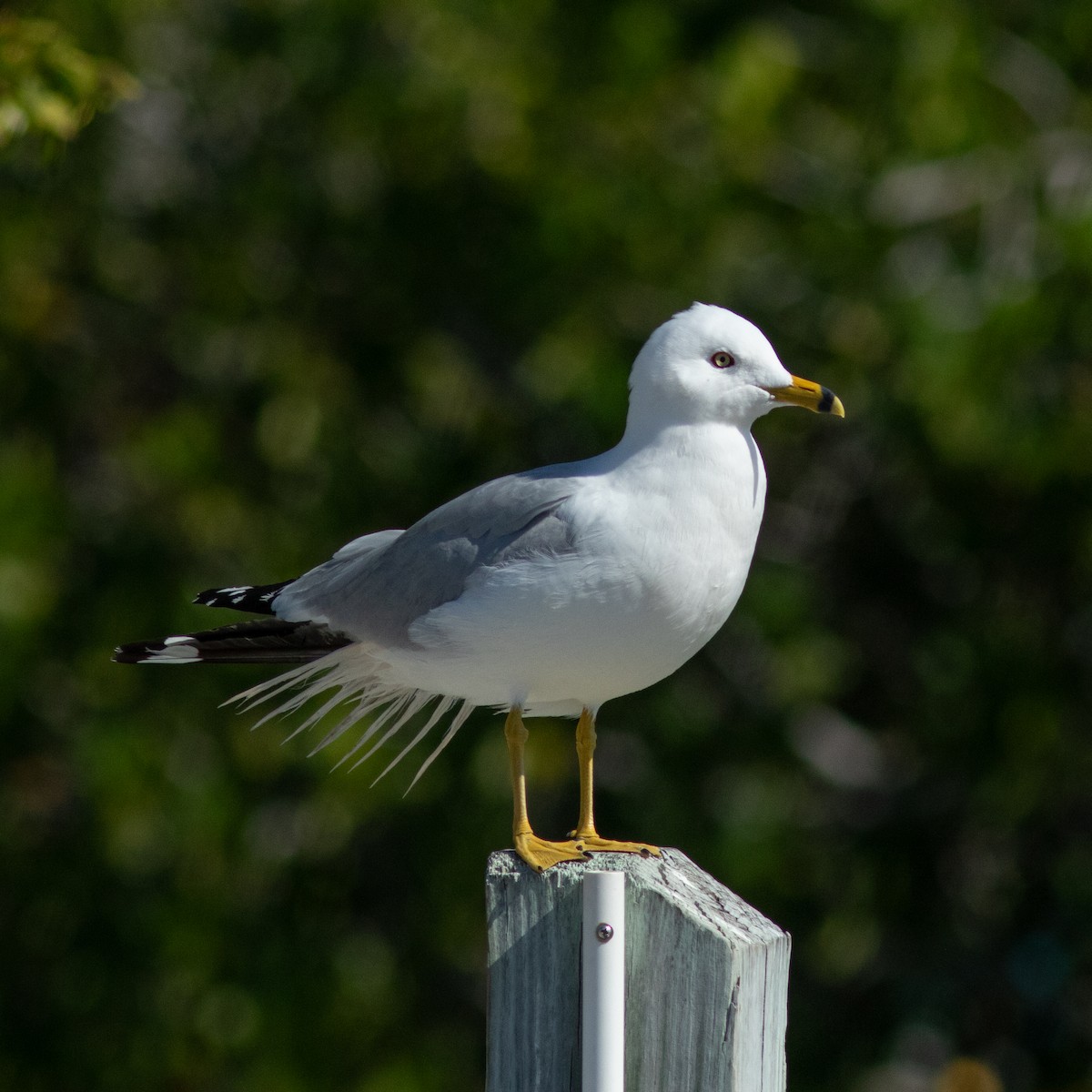 Ring-billed Gull - ML632900824