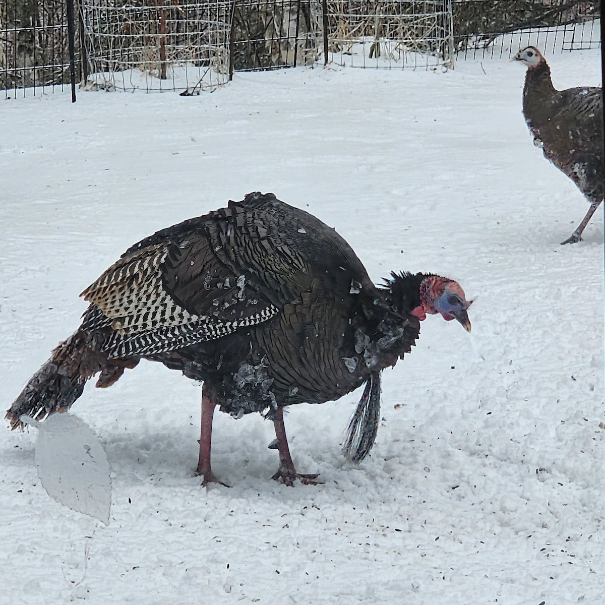 Wild Turkey - pam opolsky