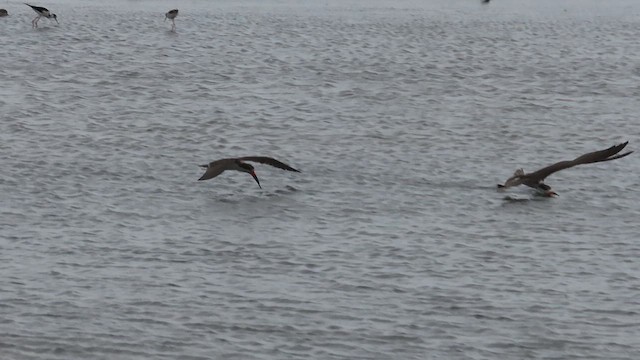 Black Skimmer - ML632900879