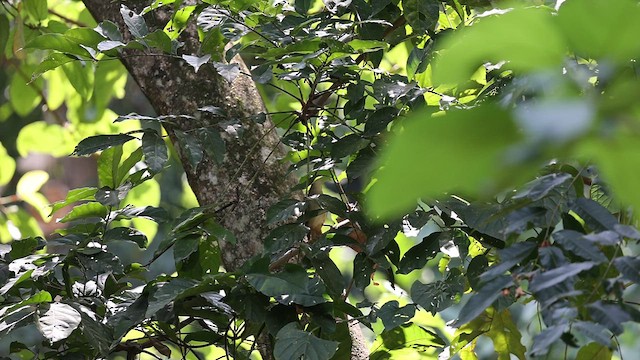 Bulbul à queue rousse - ML632901079