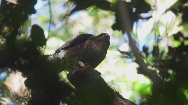 Sharp-shinned Hawk (Caribbean) - ML632901089