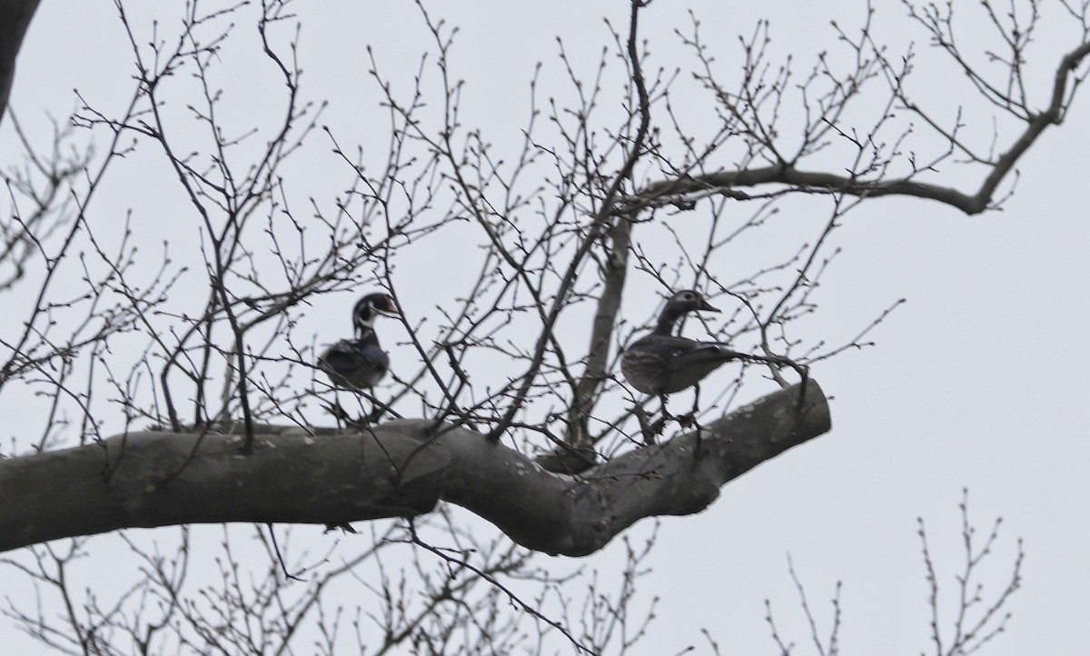 Wood Duck - ML632901091