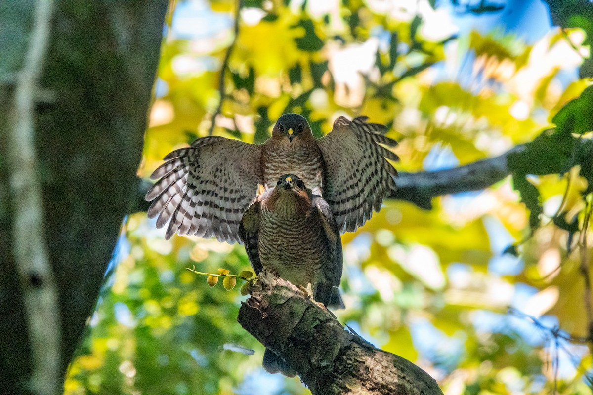 Sharp-shinned Hawk (Caribbean) - ML632901098