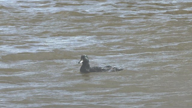 Mallard (Domestic type) - ML632901321