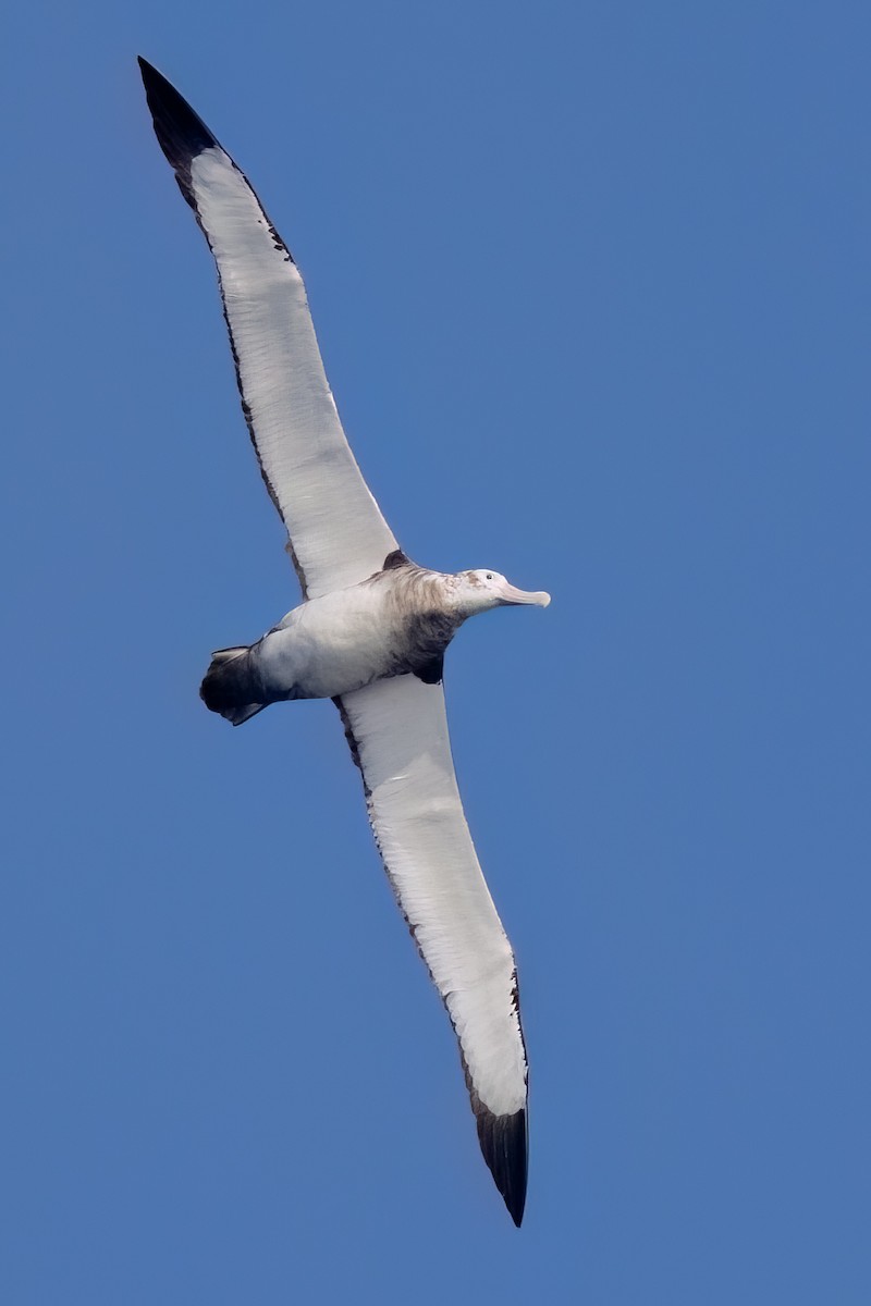 Antipodean Albatross (New Zealand) - ML632901356