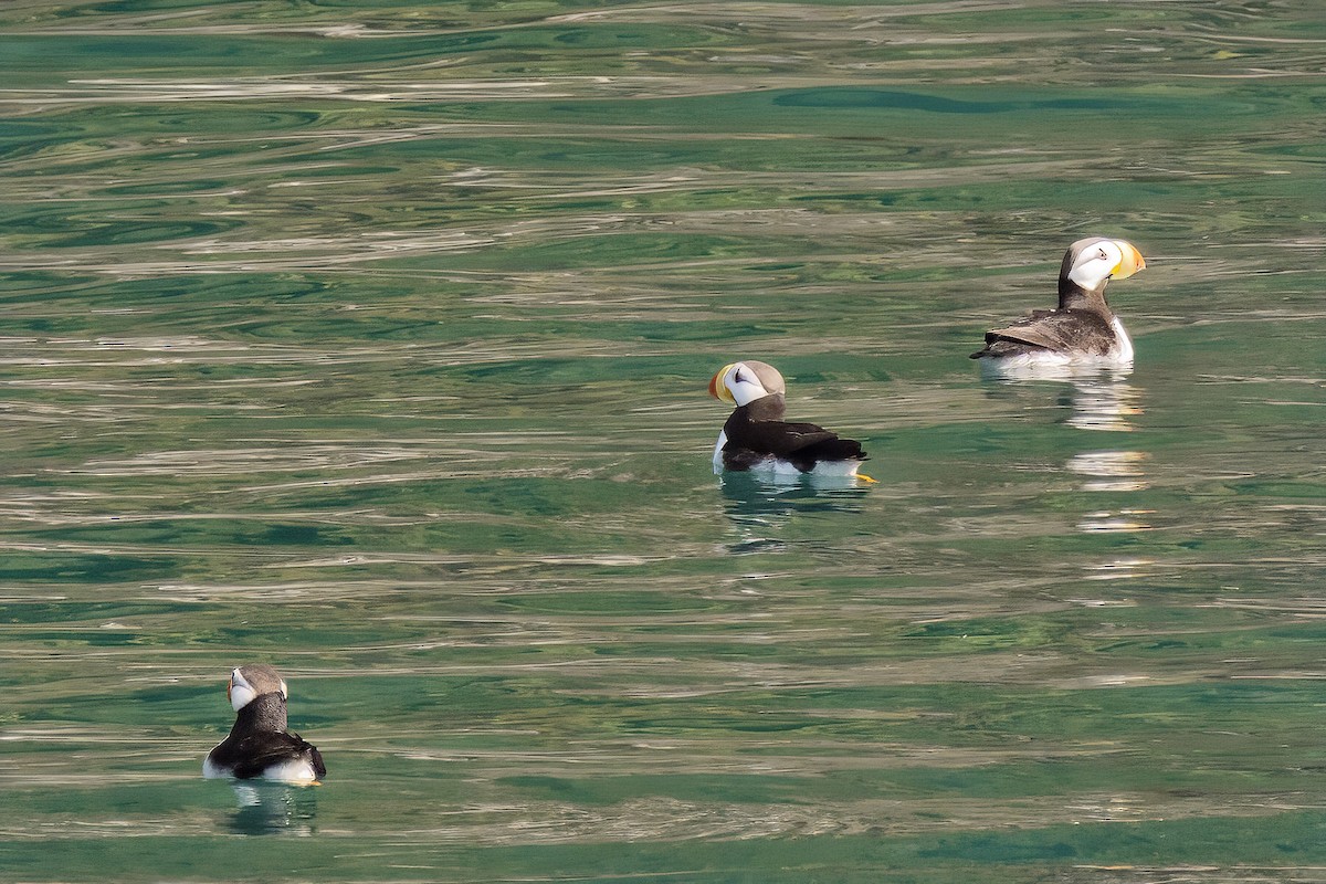 Horned Puffin - ML632901536