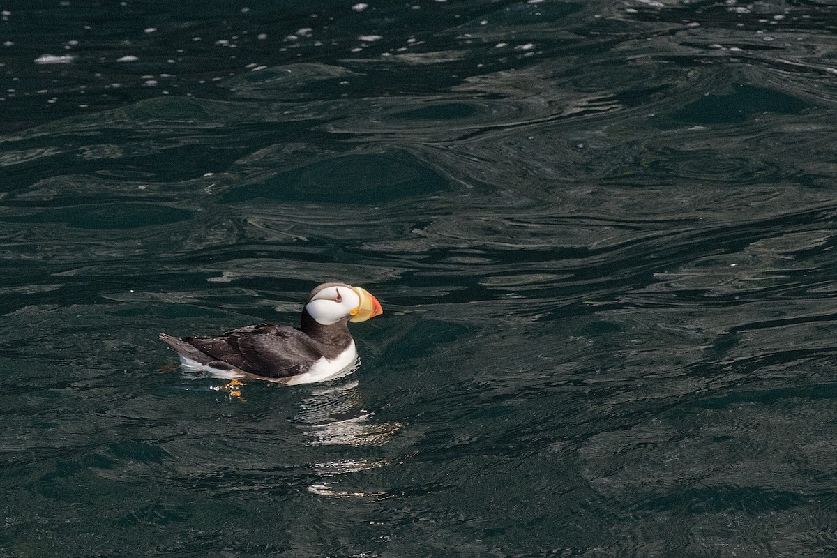 Horned Puffin - ML632901538