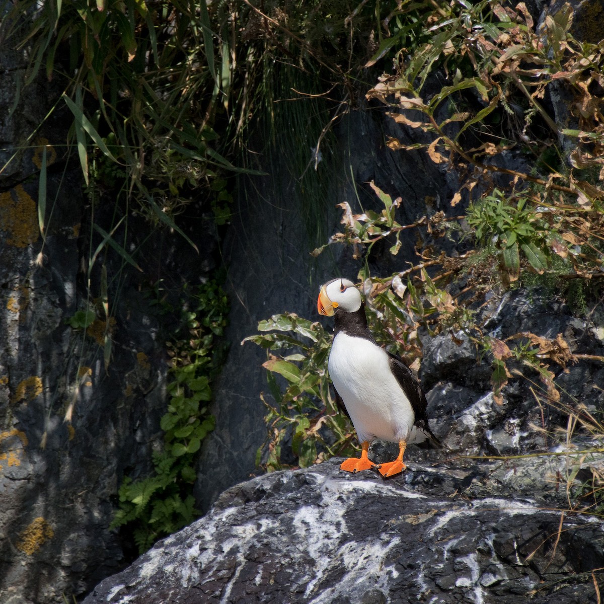 Horned Puffin - ML632901539