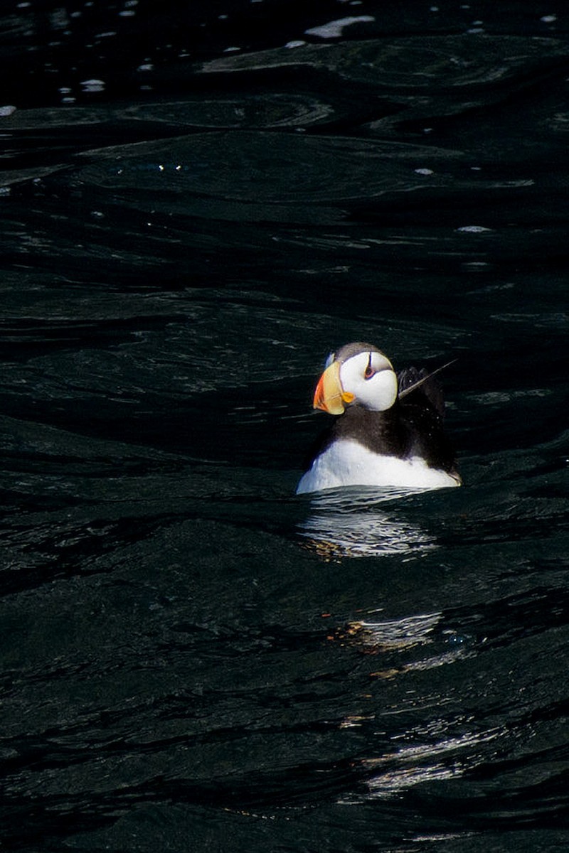 Horned Puffin - ML632901555
