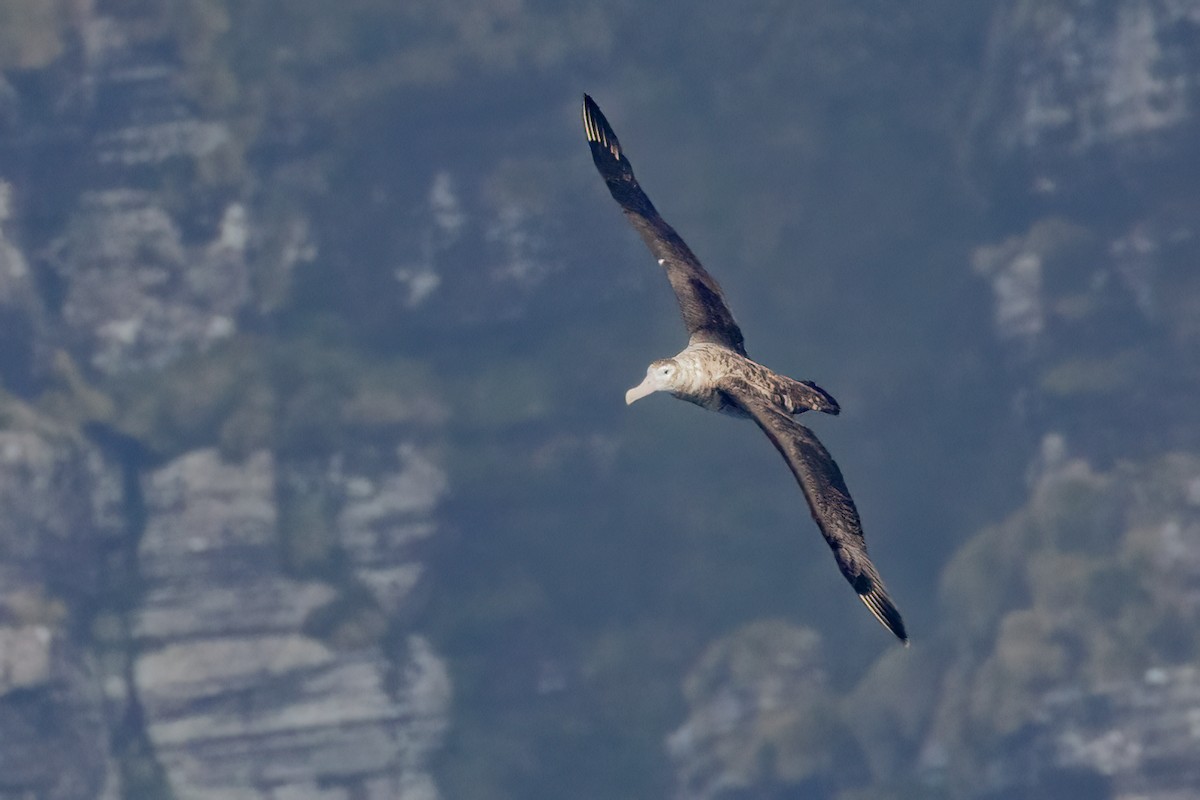 Antipodean Albatross (New Zealand) - ML632901605
