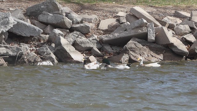 Mallard (Domestic type) - ML632901692